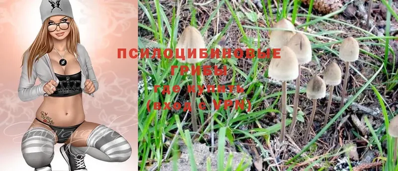 Псилоцибиновые грибы Psilocybine cubensis  Петровск 